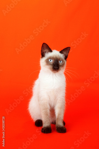 Cute kitten on red background