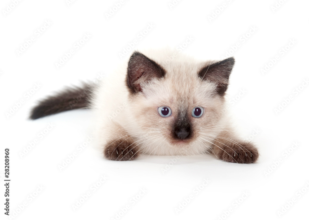 cute kitten on white background