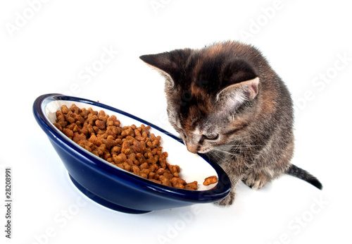 tabby kitten eating out of blue bowl