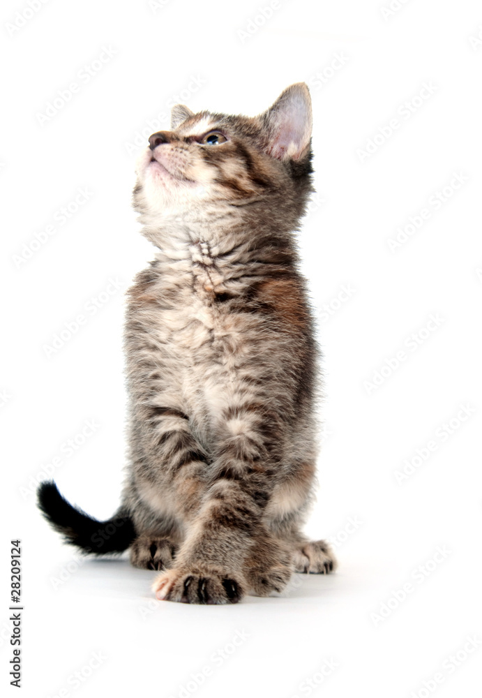 Fototapeta premium Cute tabby kitten playing