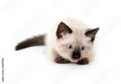 Fototapeta Naklejka Na Ścianę i Meble -  cute kitten on white background