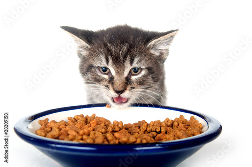 tabby kitten eating out of blue bowl