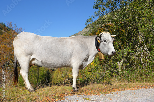 vache de montagne photo