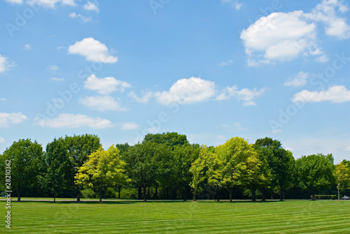 Tree Line with Sky