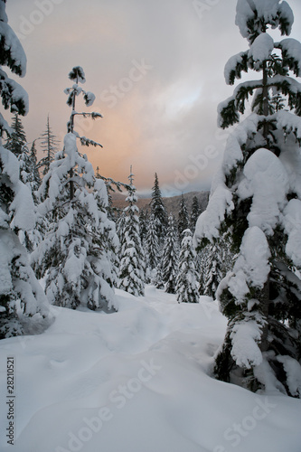 Sunset clouds above a winter forest