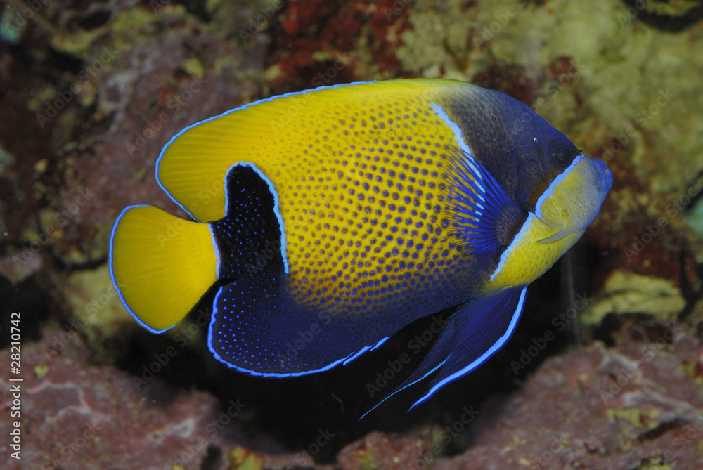 Obraz premium Kaiserfisch