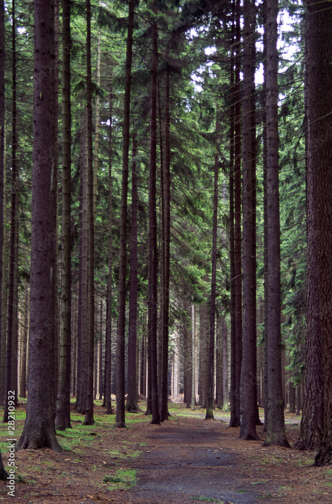 Fototapeta premium 0034a0020.tif