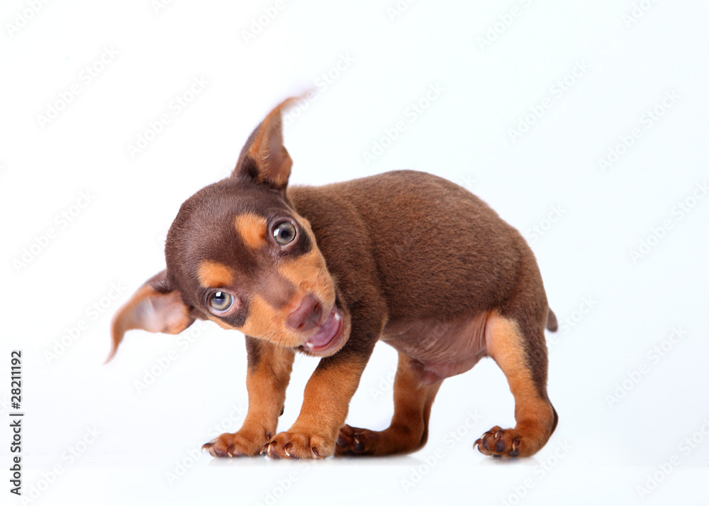 Chihuahua Chihuahua