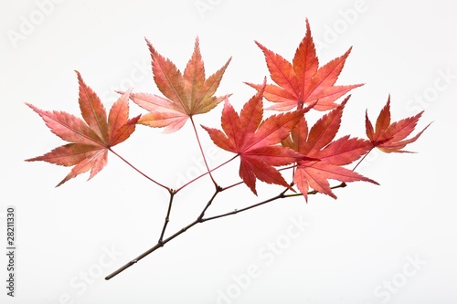 fallen leaves_176