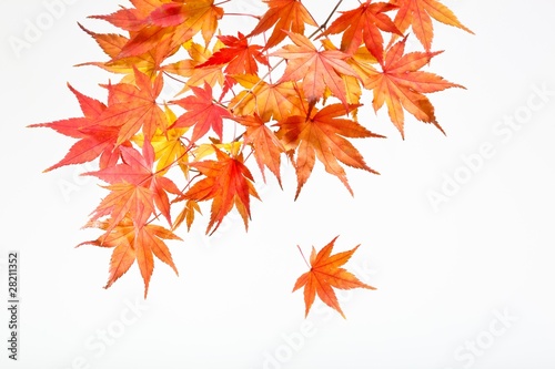 fallen_leaves_234