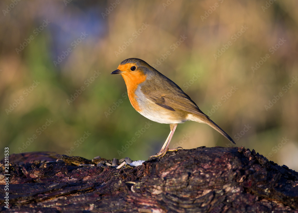 Robin on log (profile) Robin on log (profile)