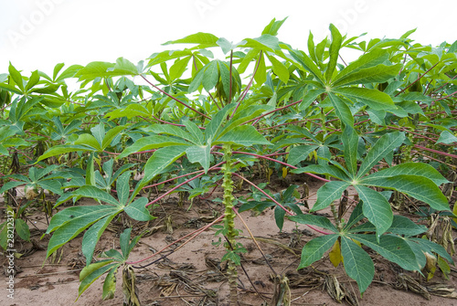 Manioc