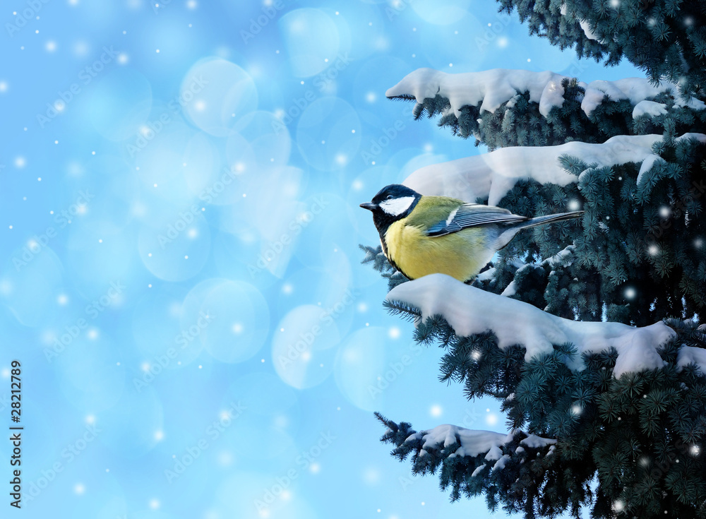 Obraz premium winter card with little bird