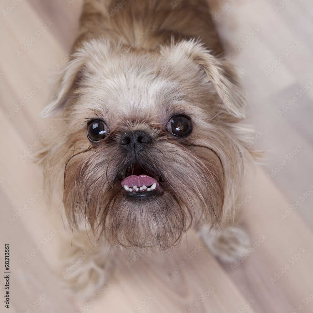 Yorkshire Terrier close-up