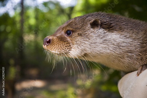 European otter (Lutra lutra lutra) in hand