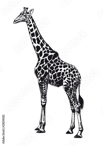 girafe3