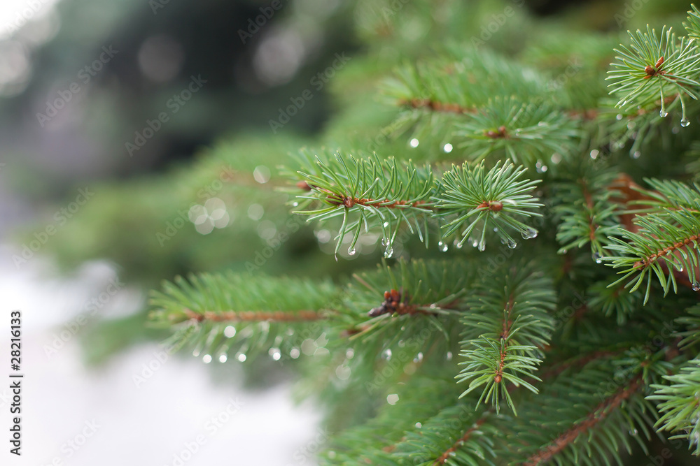 Еловая ветка