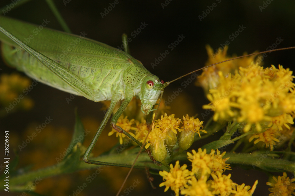 Gemeine Sichelschrecke (Phaneroptera falcata) Gemeine Sichelschrecke (Phaneroptera falcata)