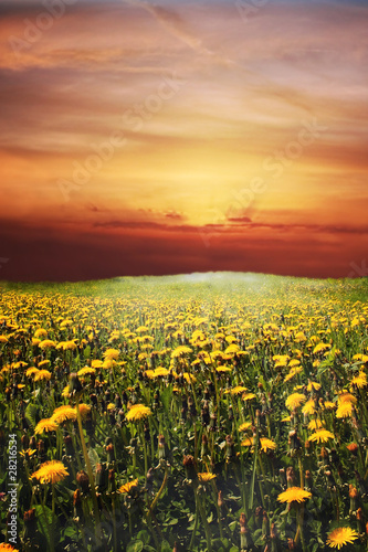 flowering dandelion on meadow