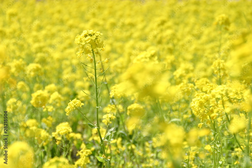 セイヨウアブラナ セイヨウアブラナ