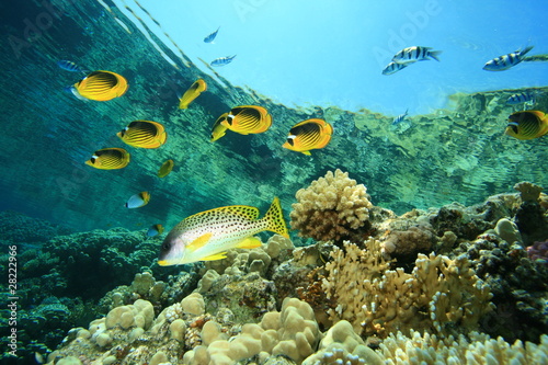 Fototapeta Naklejka Na Ścianę i Meble -  School of Fish:Butterflyfish and Sweetlips on coral reef