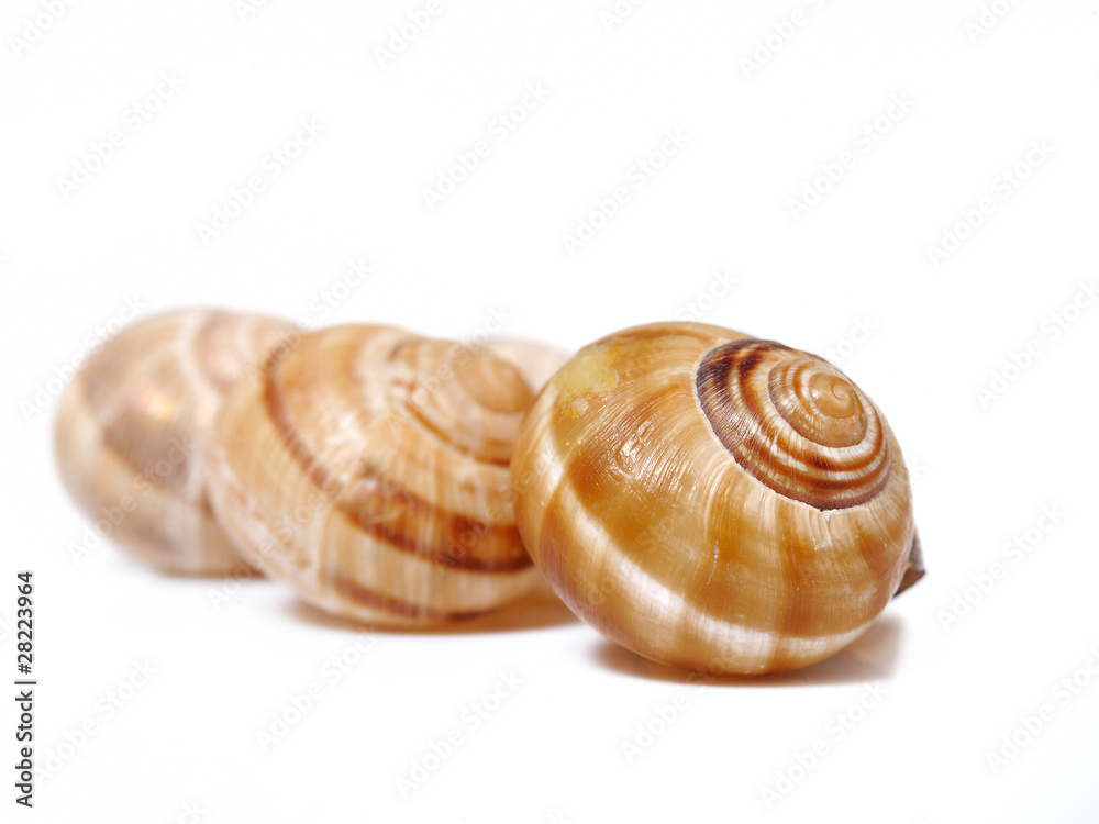 group of Beautiful sea shell. isolated on white background