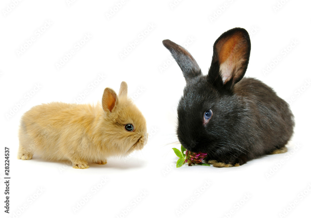 Obraz premium rabbit