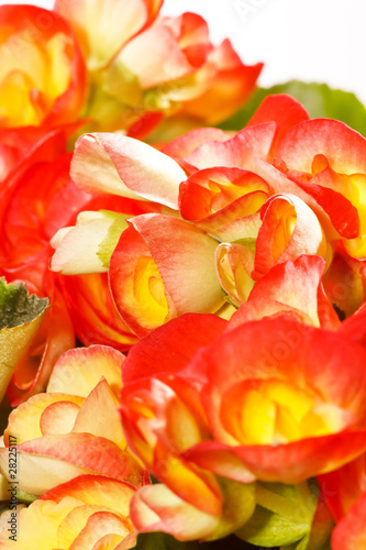 Flower of begonia