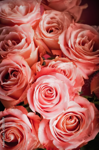 Background of pink roses