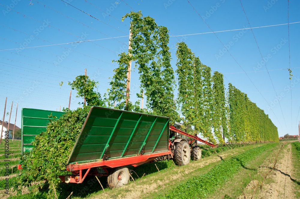Obraz premium Harvester in a Hop Plantage