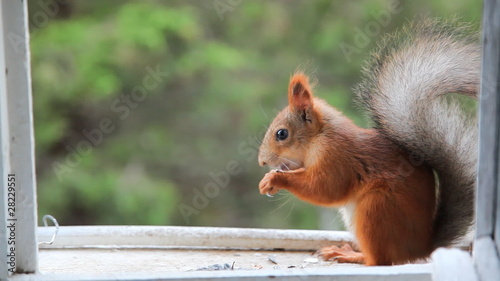 Squirrel eat nuts