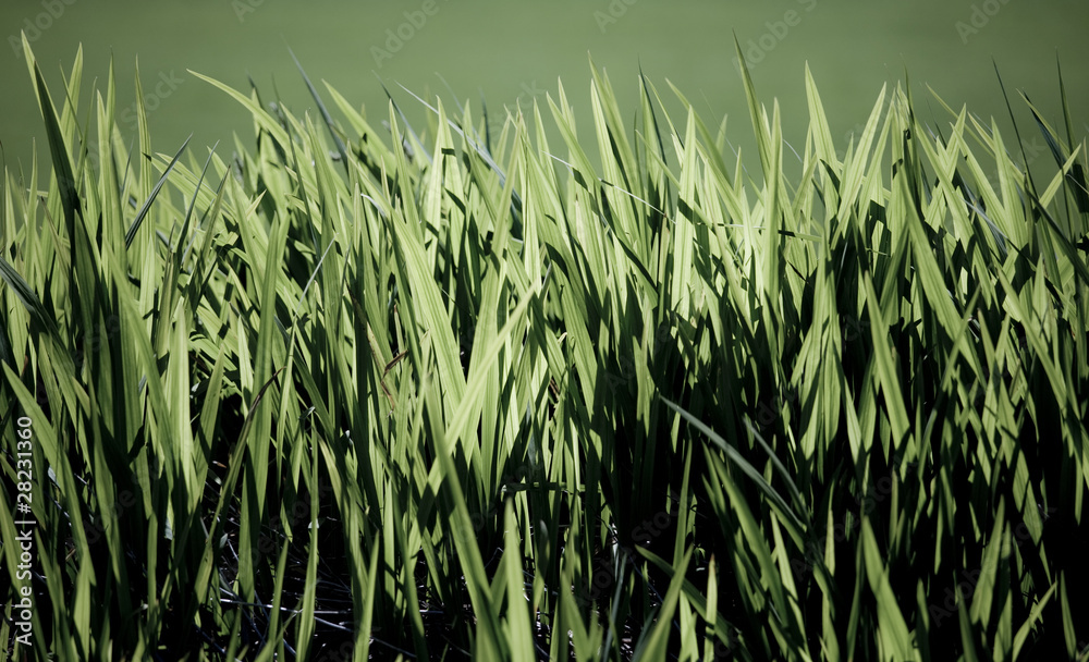Obraz premium Gras