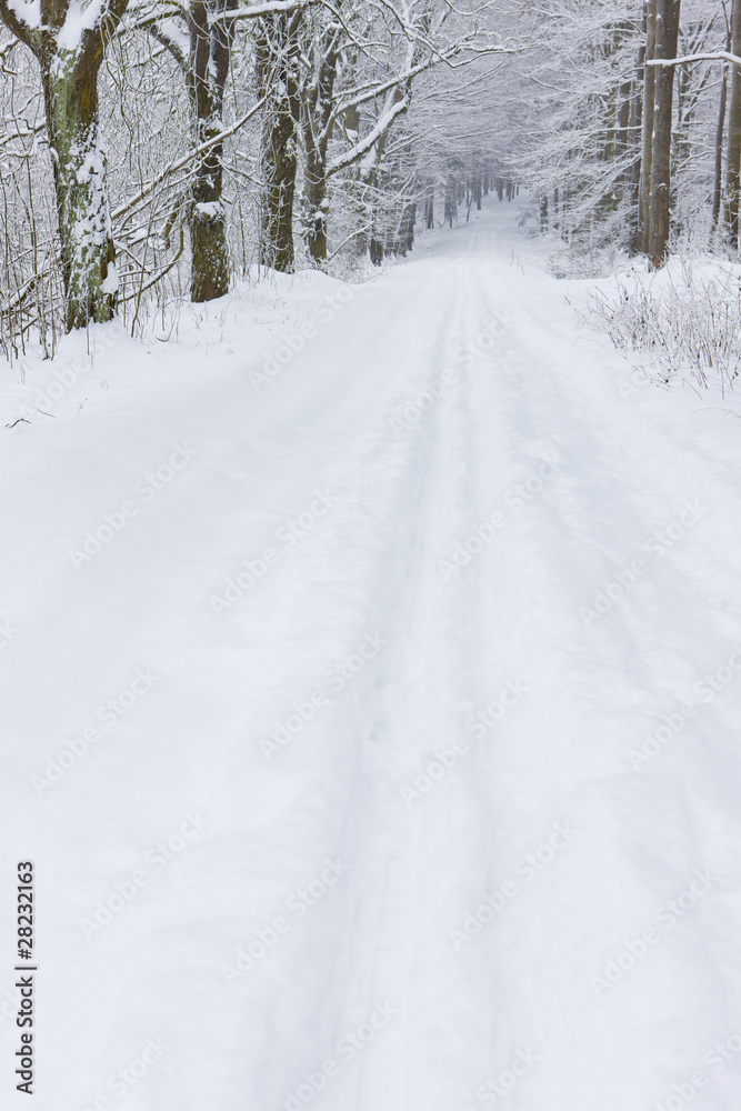 Fototapeta premium snowy road, Czech Republic
