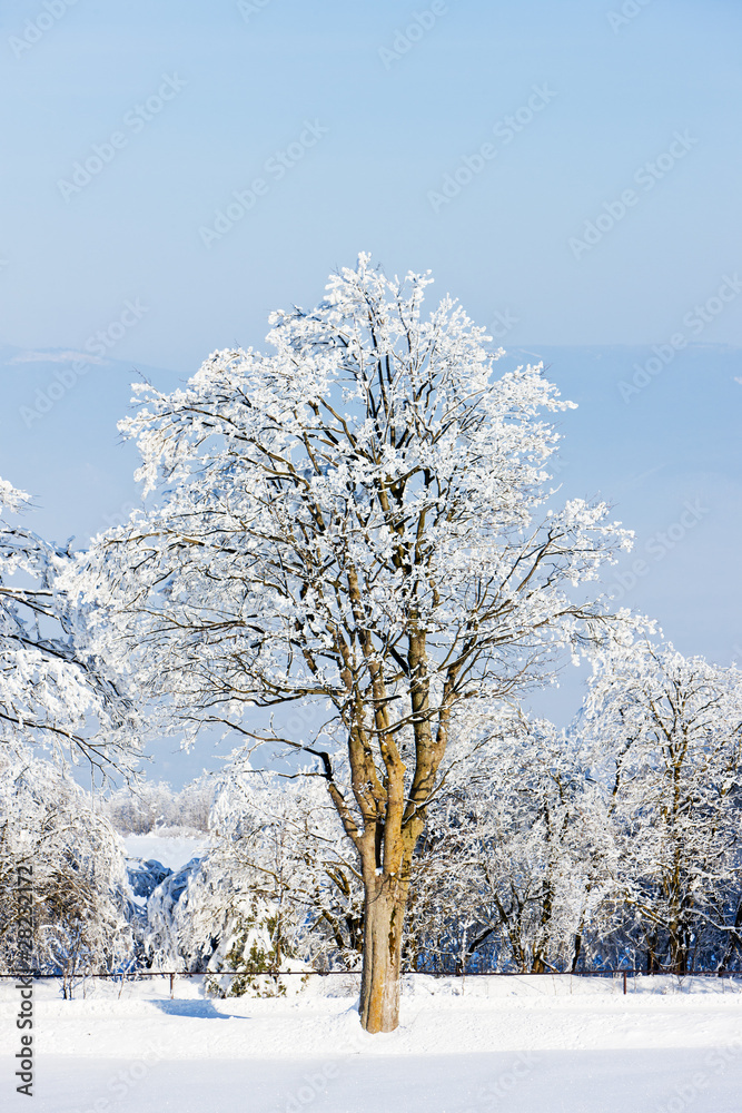 Orlicke Mountains in winter, Czech Republic Orlicke Mountains in winter, Czech Republic