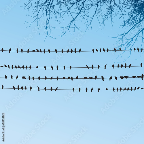 Birds sitting on wires