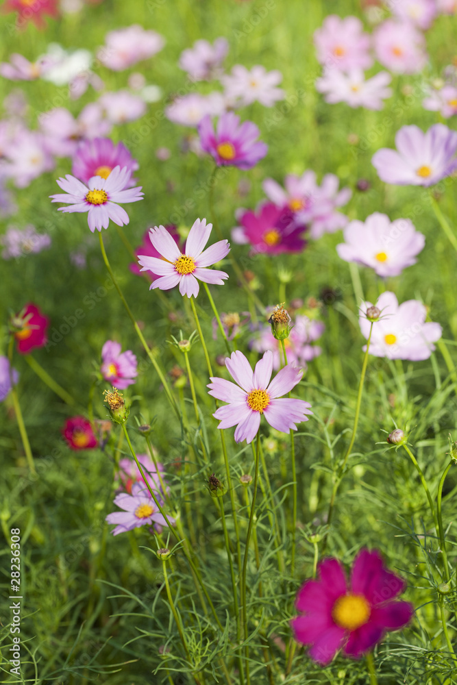 Cosmos Flowers Cosmos Flowers