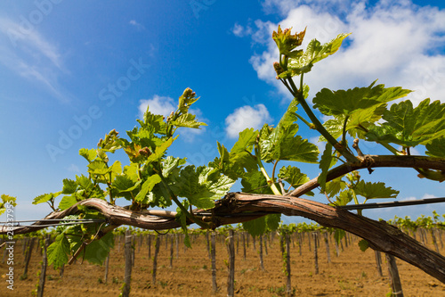 grape tendril
