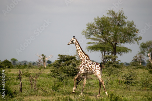 Masaai giraffes, Selous National Park, Tanzania