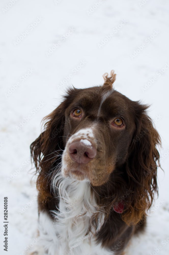 Springer spaniel in the snow