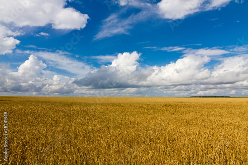 wheat field