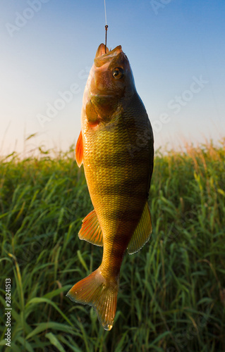Perch