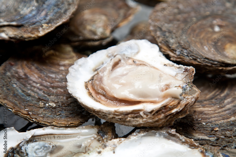 Fresh oysters are laid out on the ice. Fresh oysters are laid out on the ice.