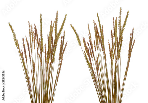 Beach grass (Ammophila arenaria)