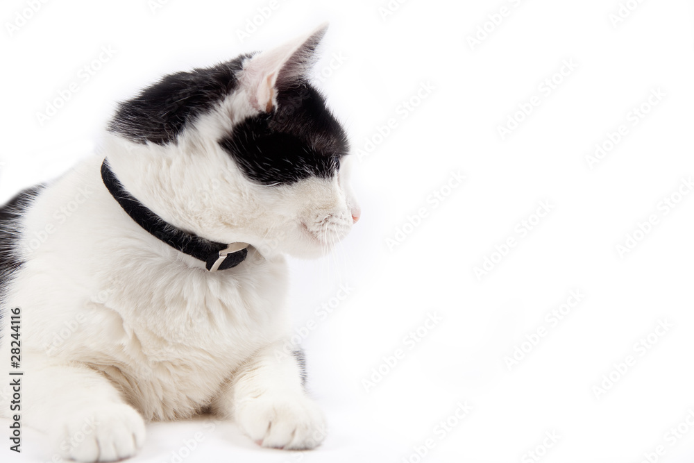 retrato de gato mirando con espacio en blanco retrato de gato mirando con espacio en blanco