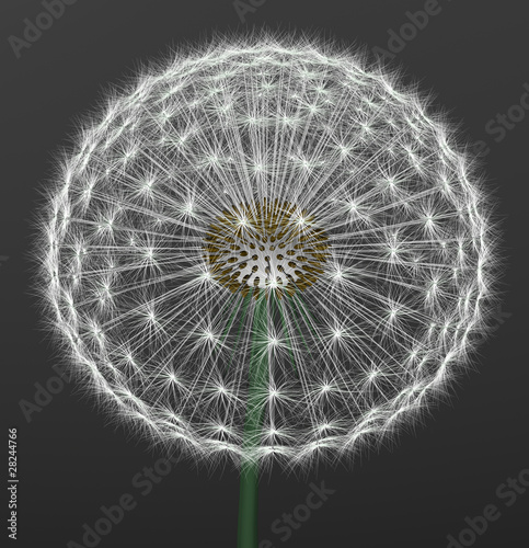 a dandelion