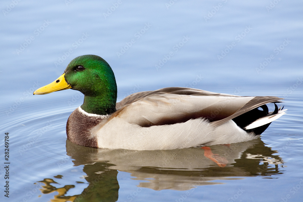 Closeup on Mallard Duck in the Water Closeup on Mallard Duck in the Water
