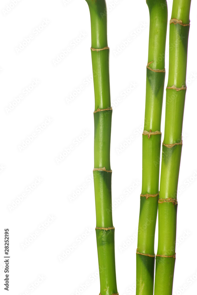 Fototapeta premium green bamboo