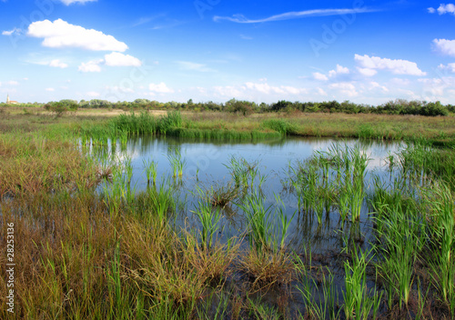 green pond