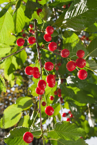 Sour Cherry on the Tree