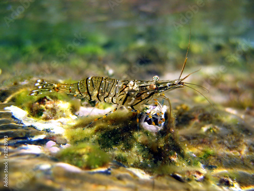 Underwater view of a Brown shrimp, Crangon crangon, Mediterranean sea, Roussillon, Vermilion coast, France photo